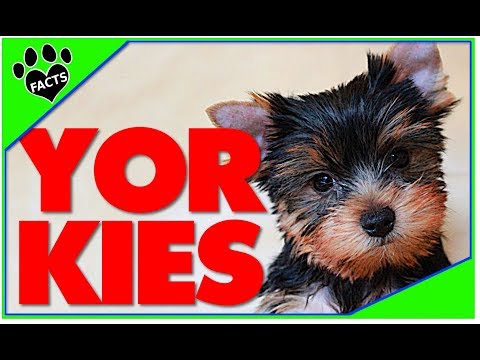 10 Yorkshire Terrier Best Toy Breed Ever Facts Dogs 101