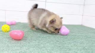 ハーフ犬の動画01