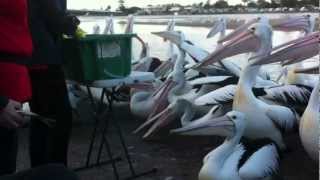 preview picture of video 'Pelican Feeding - The Entrance, NSW - Australia'