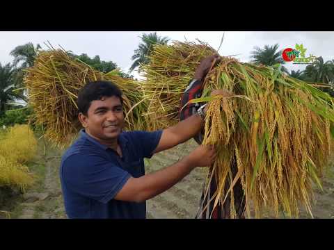 নতুন আউশ ধান(ব্রি ধান৮২)-মাত্র ৯৮ দিনে ৩৩ শতকে প্রায় ২৪ মন ধান