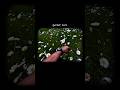 Ranjhe Ki Heer Tu Uzair Jaswal Nature Aesthetic Video Dil Ki Tasveer Tu Viral