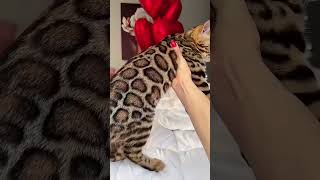 Ele Pensou que era Apenas um Gatinho de Rua 🐱❤️