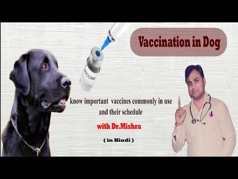 Dog vaccination schedule