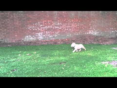 Bubba chasing sashimi