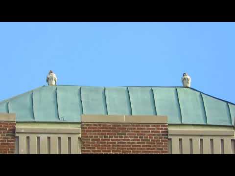 Red-tailed hawk pair watch over their territory in NYC