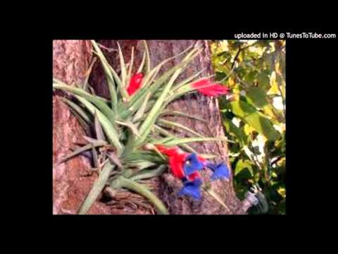 Today's Tango Is... Clavel del Aire - Carlos Di Sarli 06-06-1946