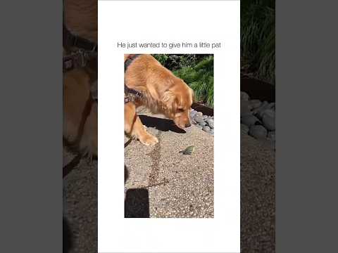 #funny #dogs #pet #dogscats#dogshorts #dog#doglover#doglife