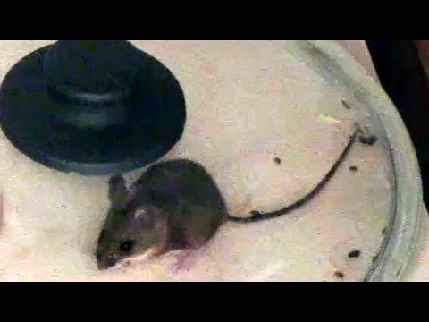 How to Trap a Mouse : 6 Steps - Instructables