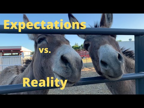 My expectations versus my reality - living with Donkeys.