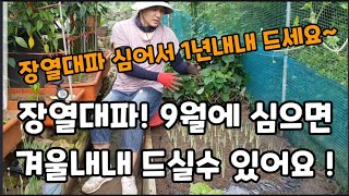 이것!!장열대파! 9월에 심으면 겨울내내 내년 까지도 먹을수 있어요~ #장열대파심는시기 #장열대파심는방법 #…