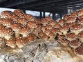 This Is What Happens When We Grow 90 Lbs Of Mushrooms A Day