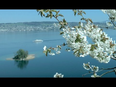 Original Atmovie UHD 4K - Blick durch Kirschblüten auf die Insel Schönenwerd