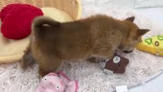柴犬の動画01