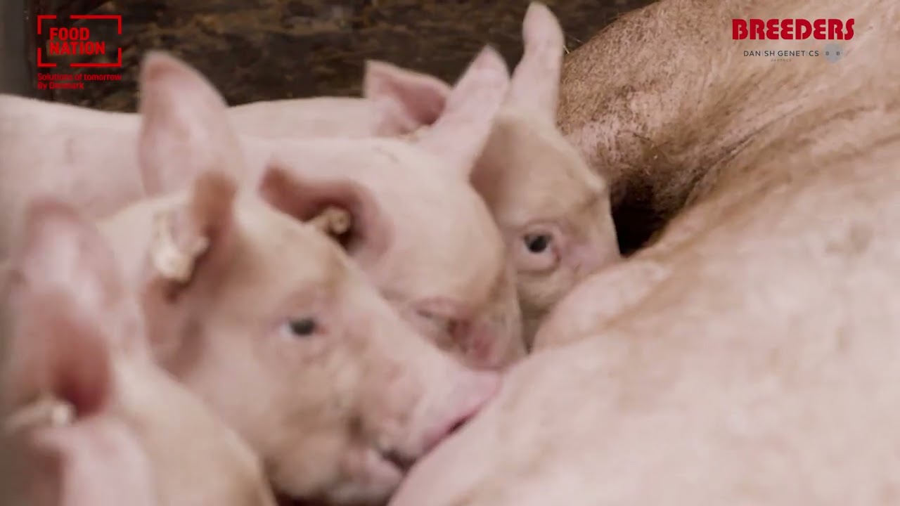 Saving Feed Costs