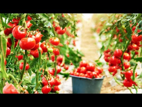 Amazing Greenhouse Tomatoes Farming - Greenhouse Modern Agriculture Technology