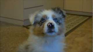 Australian Shepherd Puppy Meets A Balloon