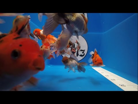 KOI 13 | Oranda Mix 10-12cm | 2/2023