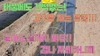 고추망은 이렇게 씌우면 돼요!!! 돈내고도 이렇게 못 배워유!! 고추농사 잘 짓는 법!