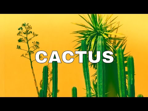 Travis Scott x Quavo x Drake Type Beat Instrumental 2019 "CACTUS"