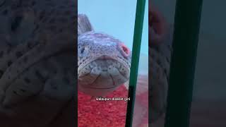 Download lagu CHANNA BARCA JUMBO SEPASANG! #animal #fishaquarium #fishbowl #aquarium #fishtank mp3 Download lagu CHANNA BARCA JUMBO SEPASANG! #animal #fishaquarium #fishbowl #aquarium #fishtank mp3