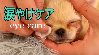 Download lagu 【丸麦チャンネル】チワワの涙やけケア【eye care】【dog】 mp3