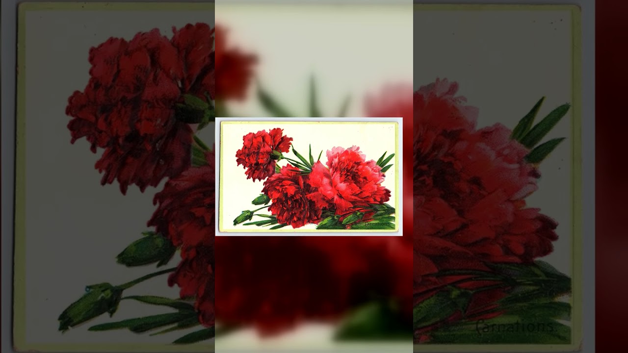 Floral Greeting Series, Divided Back, Carnations, 1910s Postmark Video