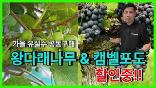 왕다래나무 & 캠벨포도나무 유실수 공동구매!