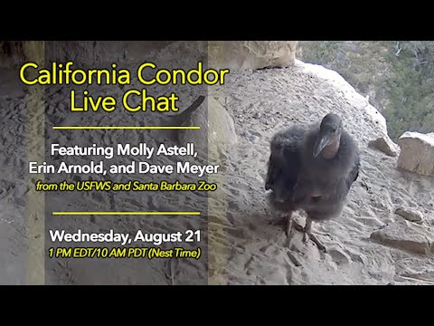 California Condor Live Q&A With Condor Biologists – Aug. 21, 2019