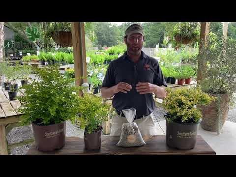 Sunshine Ligustrum & Touch of Gold Holly