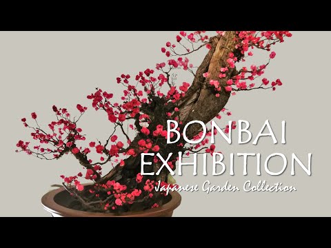 Ume plum trees made into BONSAI | BONBAI EXHIBITION