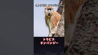 【ゆっくり解説】検索してはいけない言葉5選【PART5】 #shorts