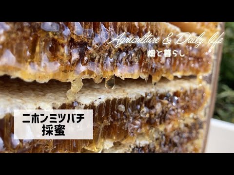 , title : '【養蜂】ニホンミツバチの採蜜/Honeybee'