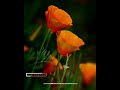 Malayalam Song Whatsapp Status Malayalam Song Whatsapp Status Malayalam Malayalam Song Status