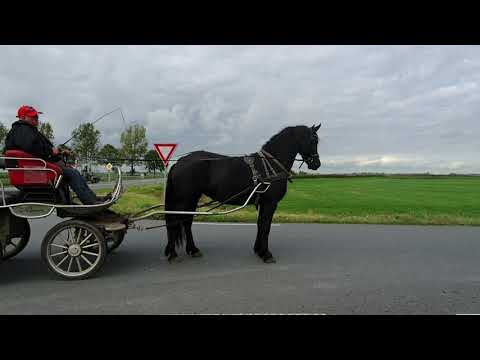 Stal Okkema´s Zifra Maurits x Tsjerk