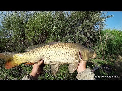 Первый трофейный сазан. Соски все выдержали.
