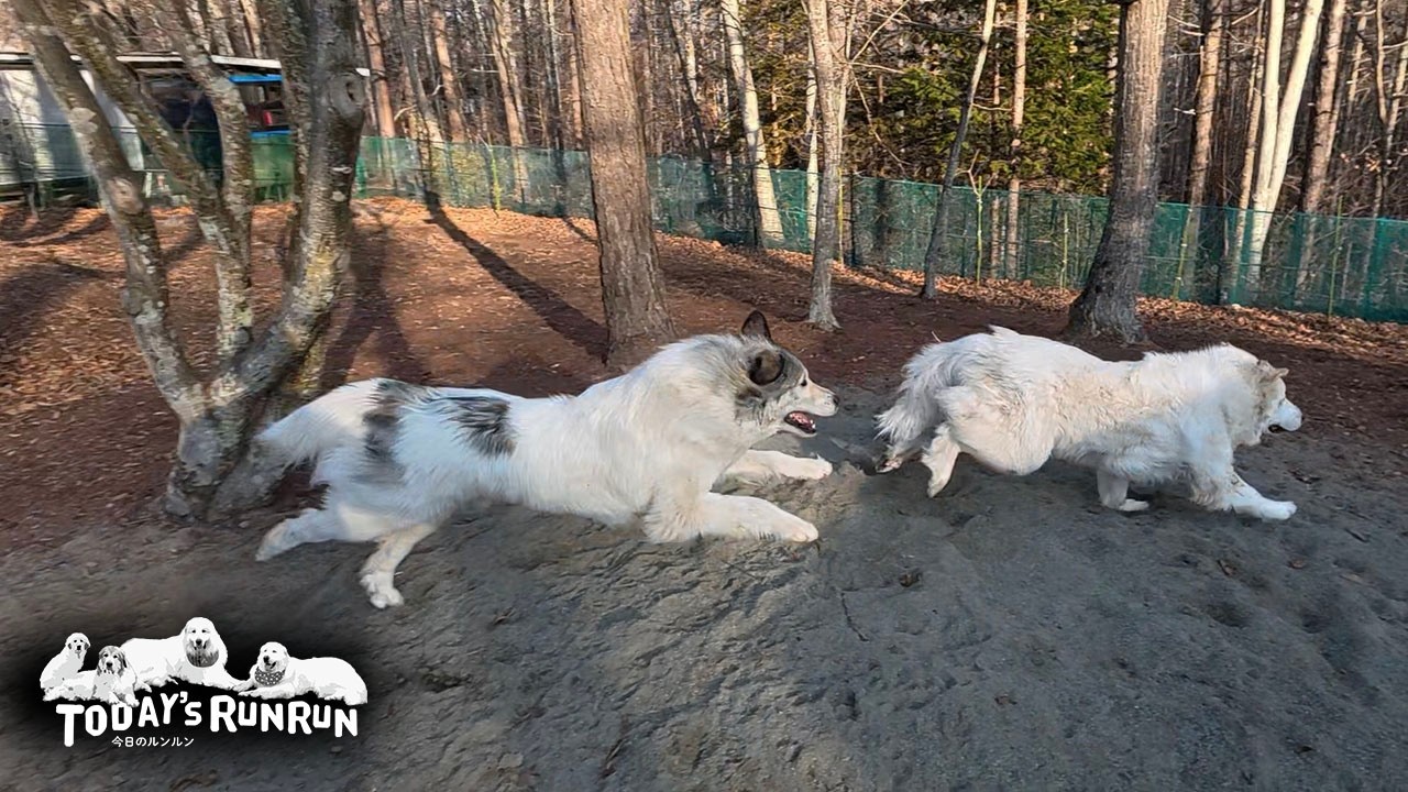 スーパーダッシュに先回り...リリーを絶対に逃さないベルです　Great Pyrenees　グレートピレニーズ