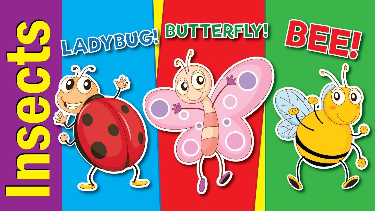 Learn Bugs & Insects for Kids | Video Flash Cards | Kindergarten, Preschool & ESL | Fun Kids English