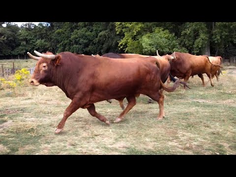 ESPECTACULARES los TOROS BRAVOS de la ganadería CAMINERO 2021