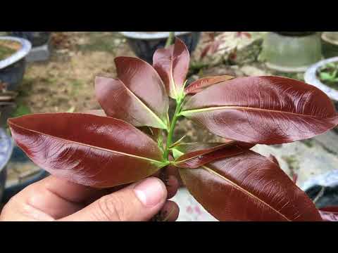 Phun thuốc phòng trừ sâu đục thân và nhện ( tưới ridomil gold)