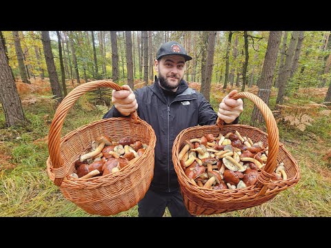 We collected two baskets with hundreds of young mushrooms - Mushroom picking (October 2024)