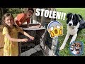 OUR PUPPY WAS STOLEN We Re In SHOCK