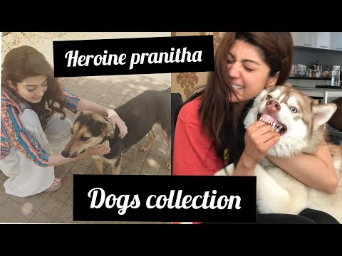South Heroine Pranitha kissing and hugging dogs