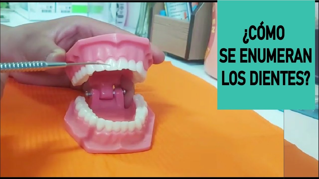 Nomenclatura Dental : Cómo Enumerar los Dientes en Odontología