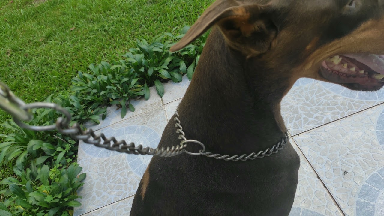 Ensinando o cão a andar na guia sem puxar! (uso correto do enforcador).