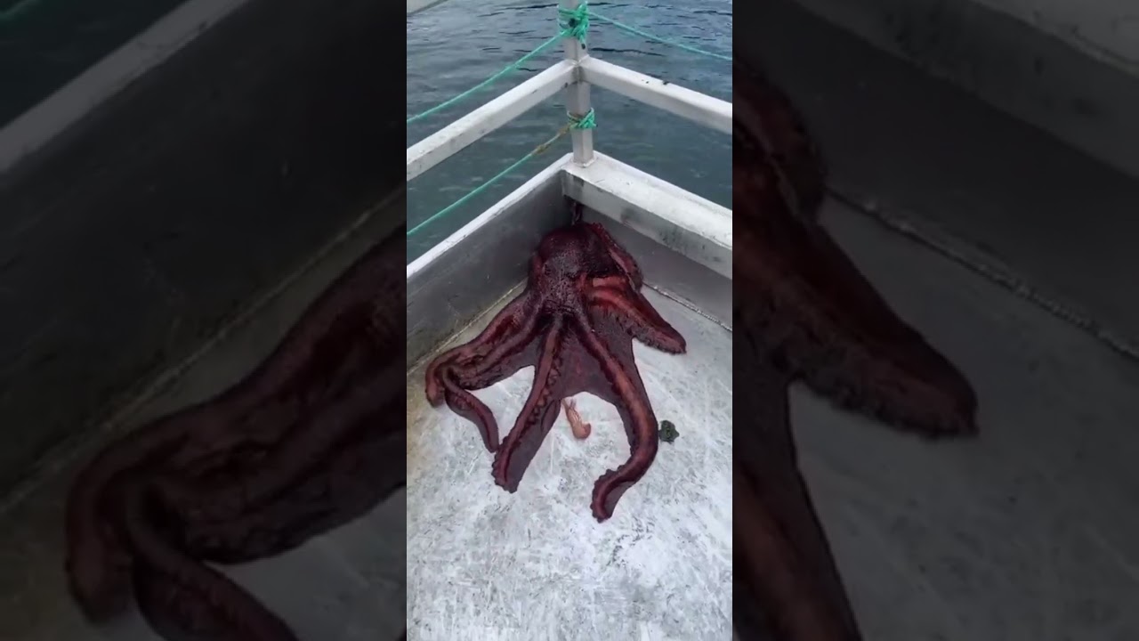 Polvo  esperto fugindo do barco #shorts