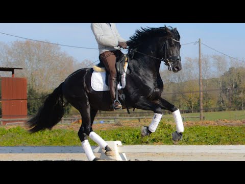 KING • POETA DE SUSAETA son • PRE Black Stallion • Pirofree & clean X-rays