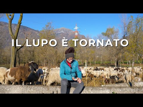 IL RITORNO DEL LUPO HA CAMBIATO TUTTO: la storia di Janis e Francesco