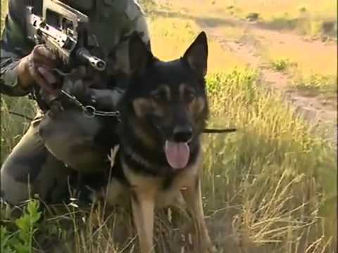 Chiens de guerre (Guerre / Armée) [N°50]