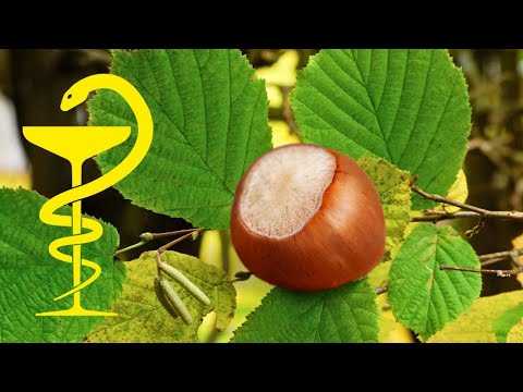 Haselstrauch als Heilpflanze nutzen: Wirkung, Anwendung & die Haselwurm-Legende
