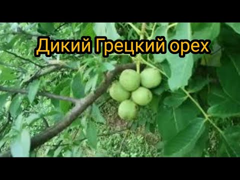 Орех Дичка в Украине. 在乌克兰的野生坚果 Конкурент Песчанскому, Чаендлеру и Кочерженко.